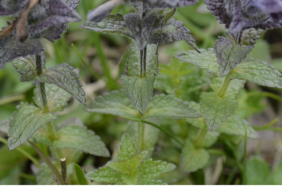 Bartsia alpina / Bartsia